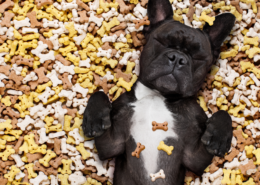 Small, black and white dog on its back in a pile of bone-shaped dog treats with its eyes closed
