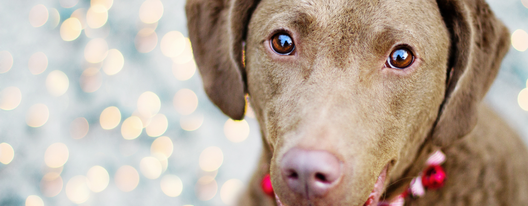 Dog's face in front of blurred holiday lights