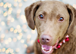 Dog's face in front of blurred holiday lights